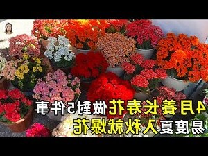 長壽 花